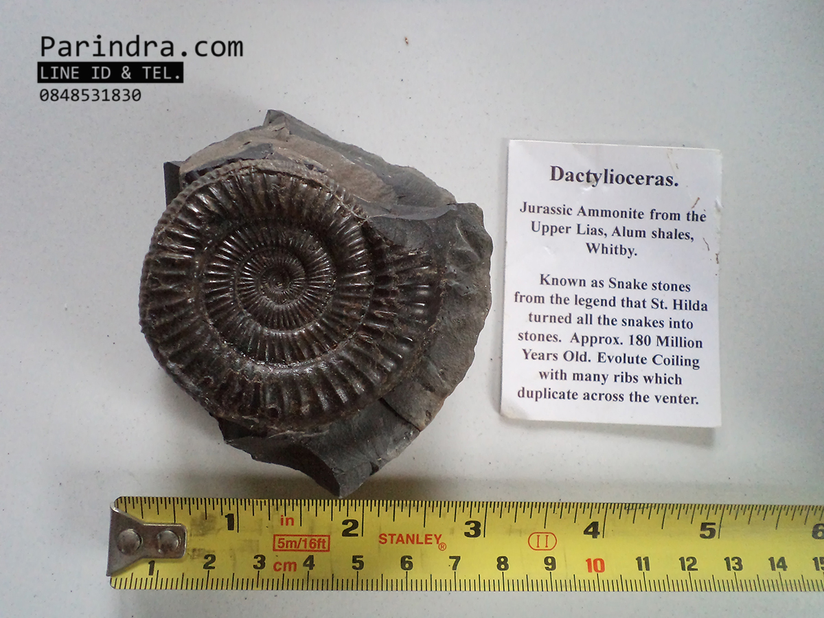ฟอสซิลหอย Ammonite Dactylioceras commune Whitby Fossil UK #AM002