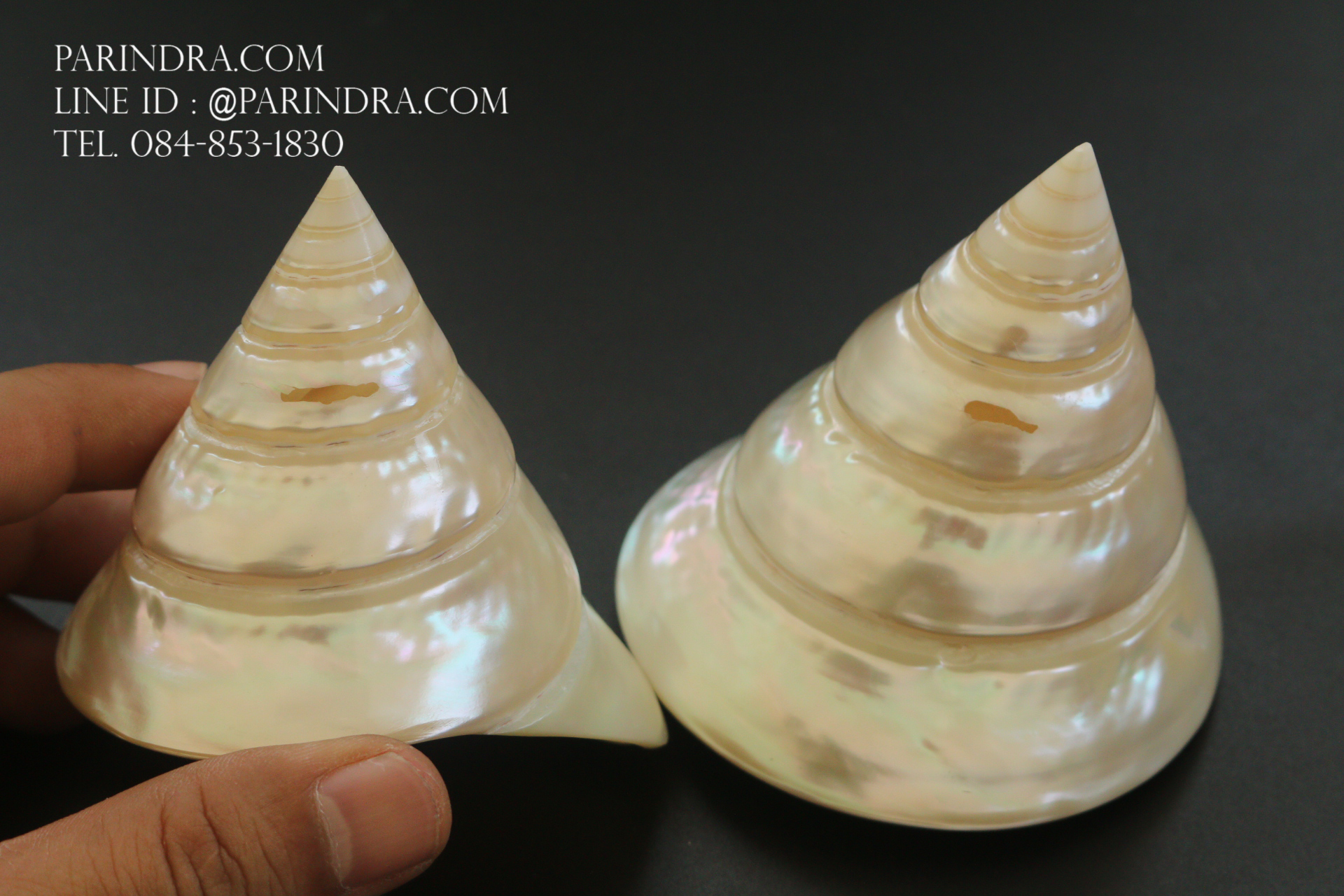 เปลือกหอยนมสาว Trochus niloticus ผิวขัดมัน สภาพมีตำหนิเล็กน้อย