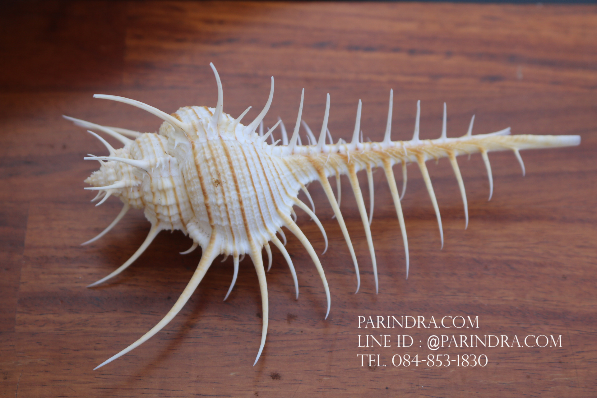 หอยสังข์หวี หอยสังข์หนาม (Murex pecten) ขนาด นิ้ว #MUREX002