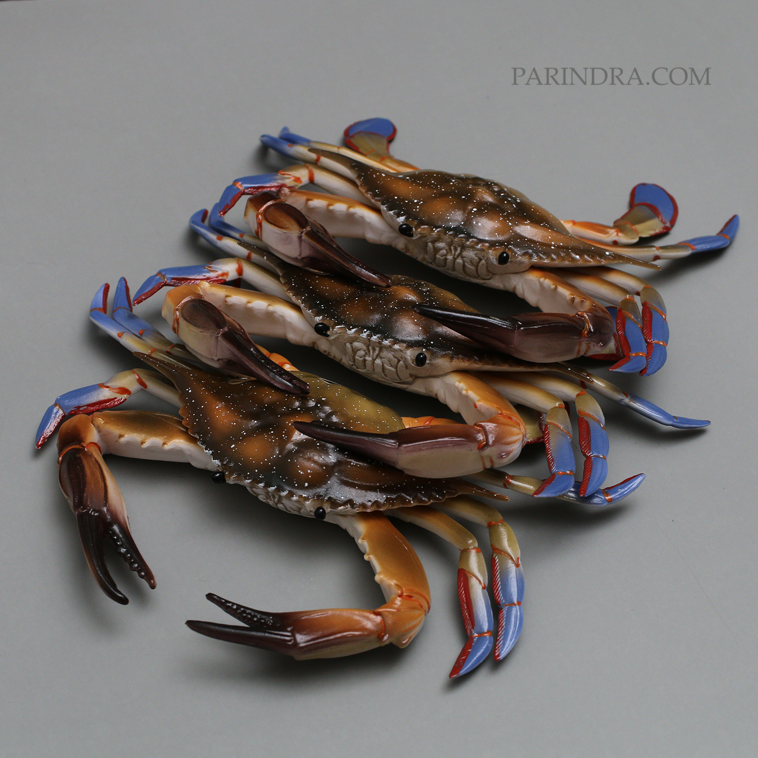 โมเดลจำลอง ปูม้าเพศผู้ ปูดาว สวยงาม เหมือนจริงมากๆ