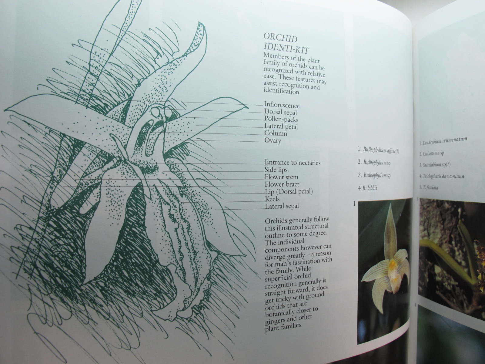 หนังสือภาพสีพืชและสัตว์ที่กำลังจะสูญพันธุ์ในประเทศไทย Thailand's Vanishing Flora & Fauna