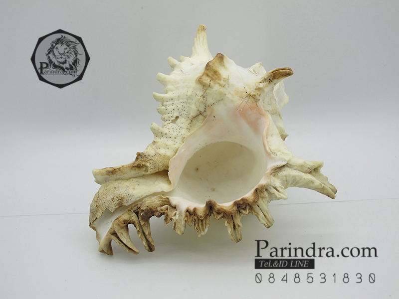 ขายเปลือกหอยสังข์มะระ