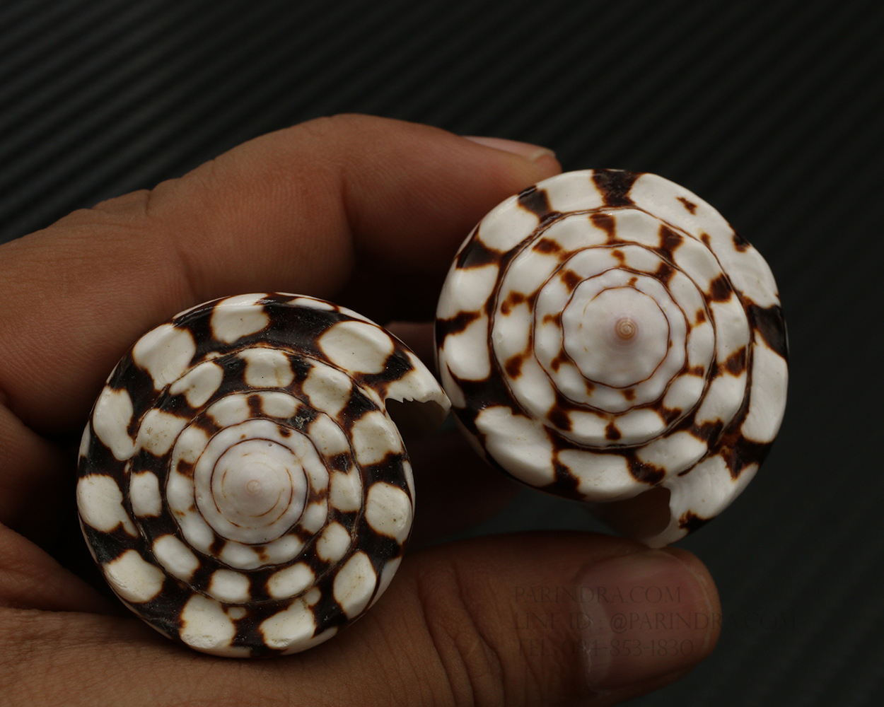 เปลือกหอยเต้าปูนลายจุด #Conus marmoreus ขนาดประมาณ 2 นิ้ว