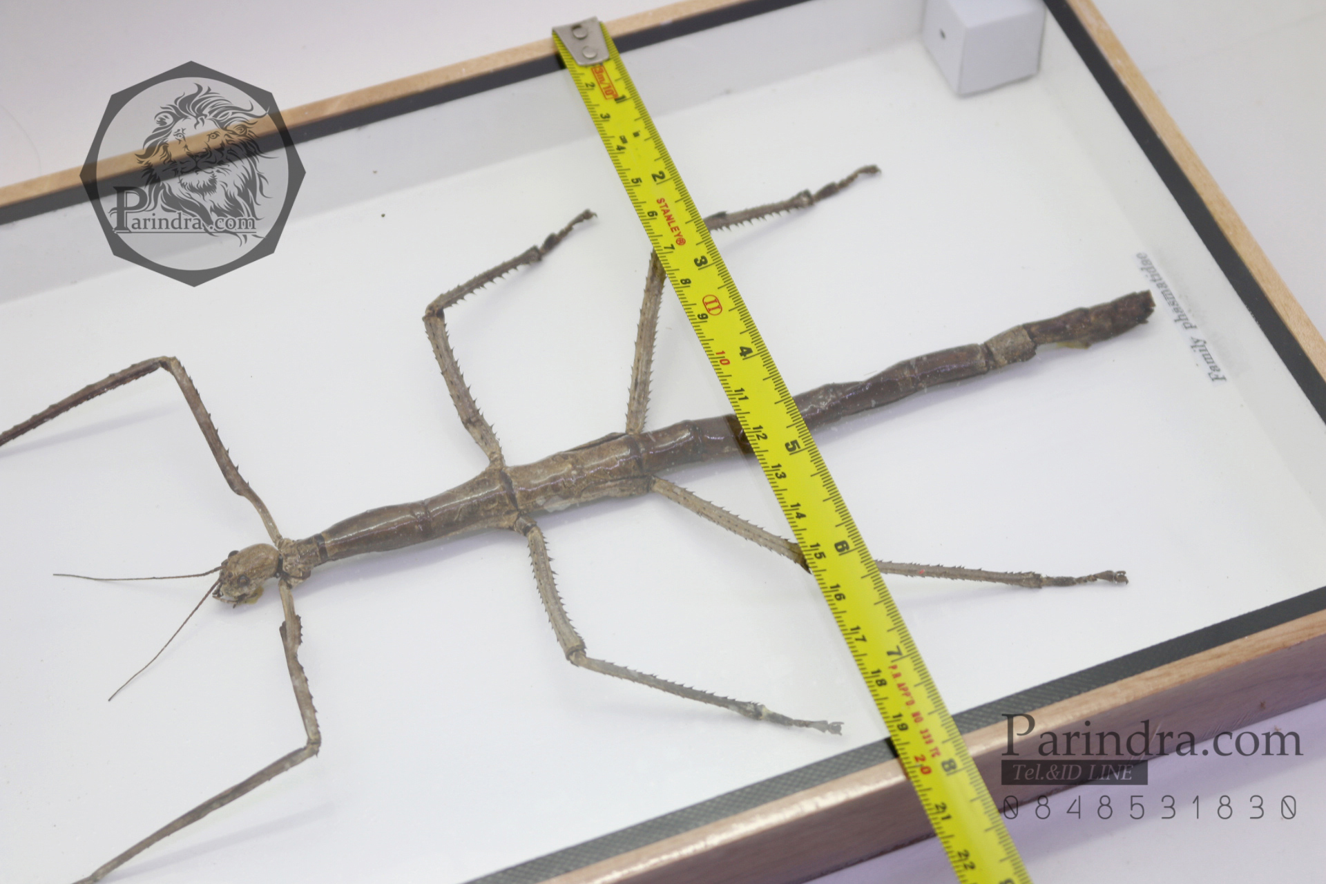 ตั๊กแตนกิ่งไม้ ( Tirachoidea westwoodi) ในกรอบไม้สีน้ำตาล สำหรับตั้งโชว์ ขนาด 8 x 12 นิ้ว