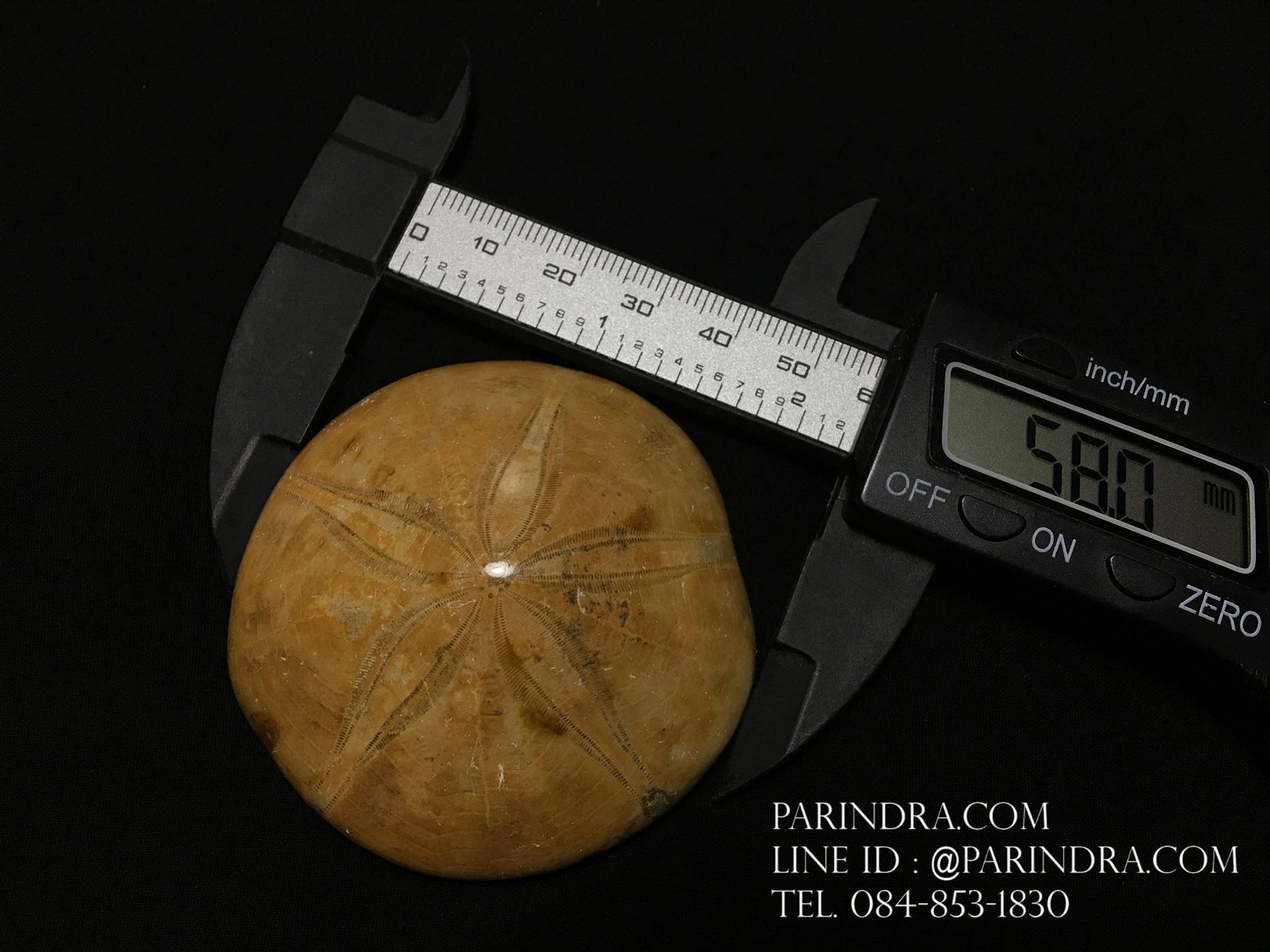 ฟอสซิล Sand Dollar FOSSIL Echinoid จาก Madagascar #SDF002