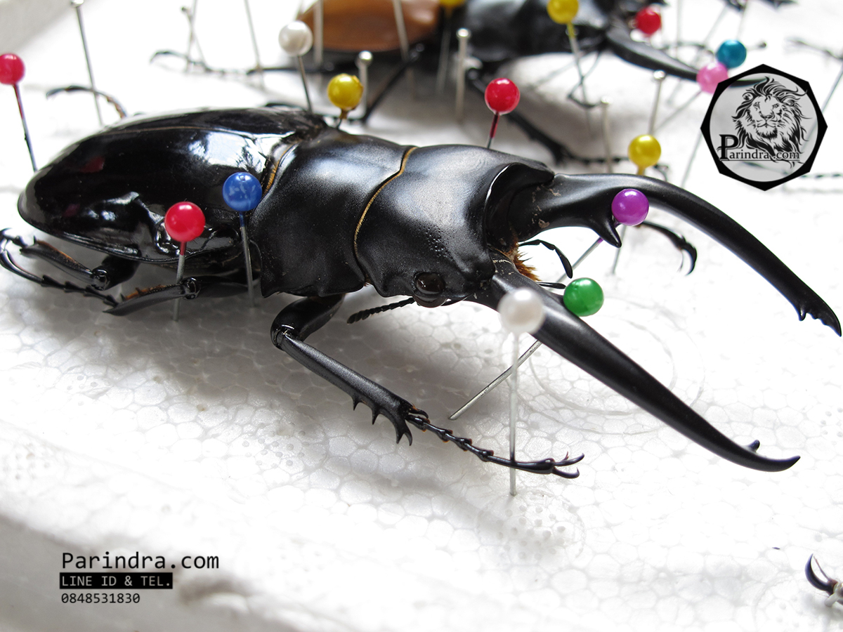 ซากด้วงคีม Odontolabis dalmani intermedia ขนาด 94 mm. จากประเทศฟิลิปปินส์