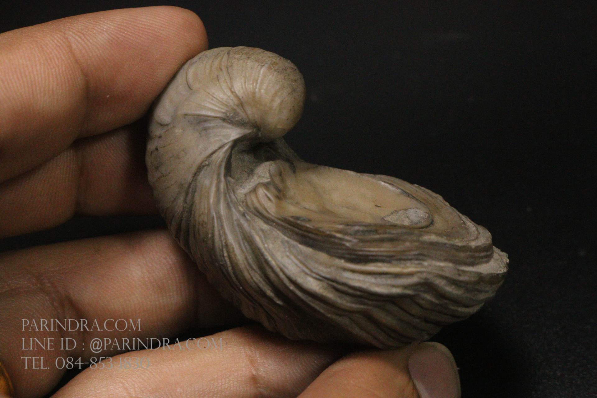 ฟอสซิลหอยนางรมโบราณ ชนิด Gryphaea arcuata จาก England #GRY001