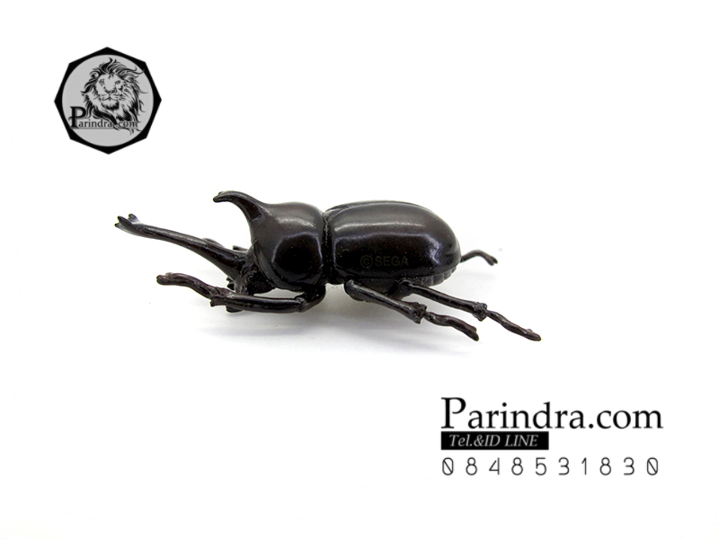 โมเดลด้วง