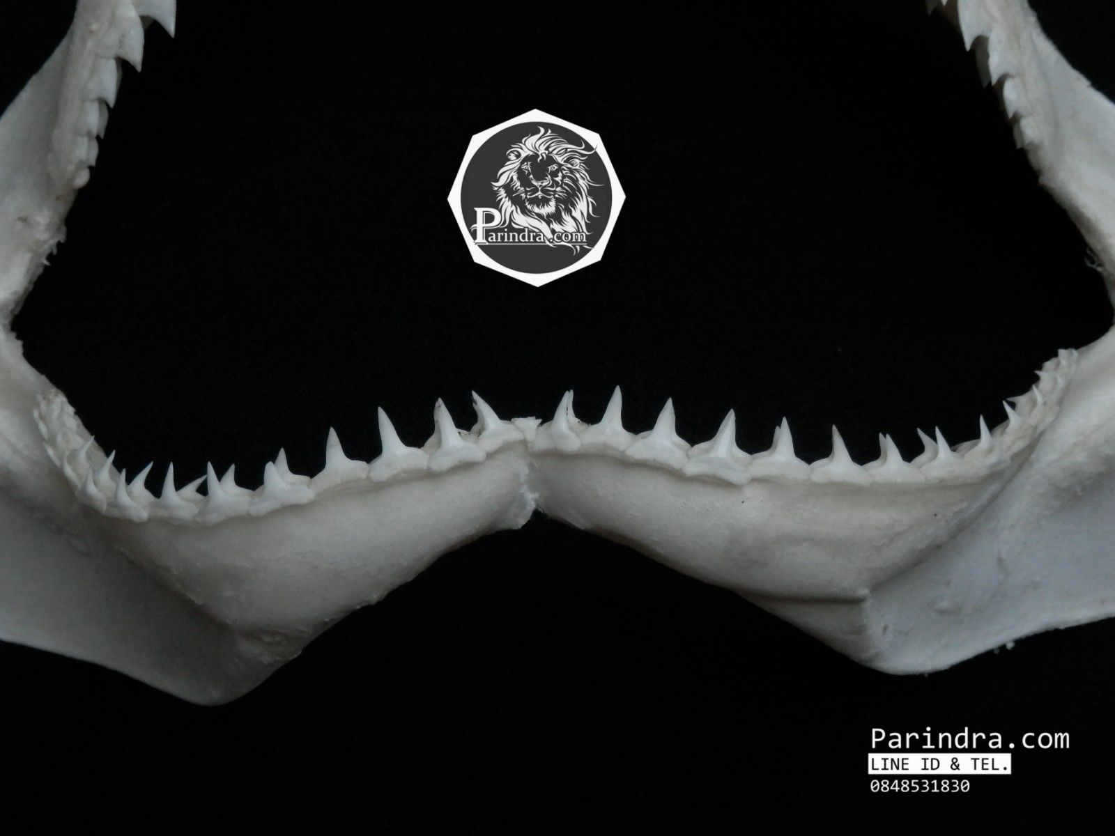 ปากปลาฉลามสำหรับตั้งโชว์ ขนาด 10 นิ้ว (Carcharhinus plumbeus) SHJ003