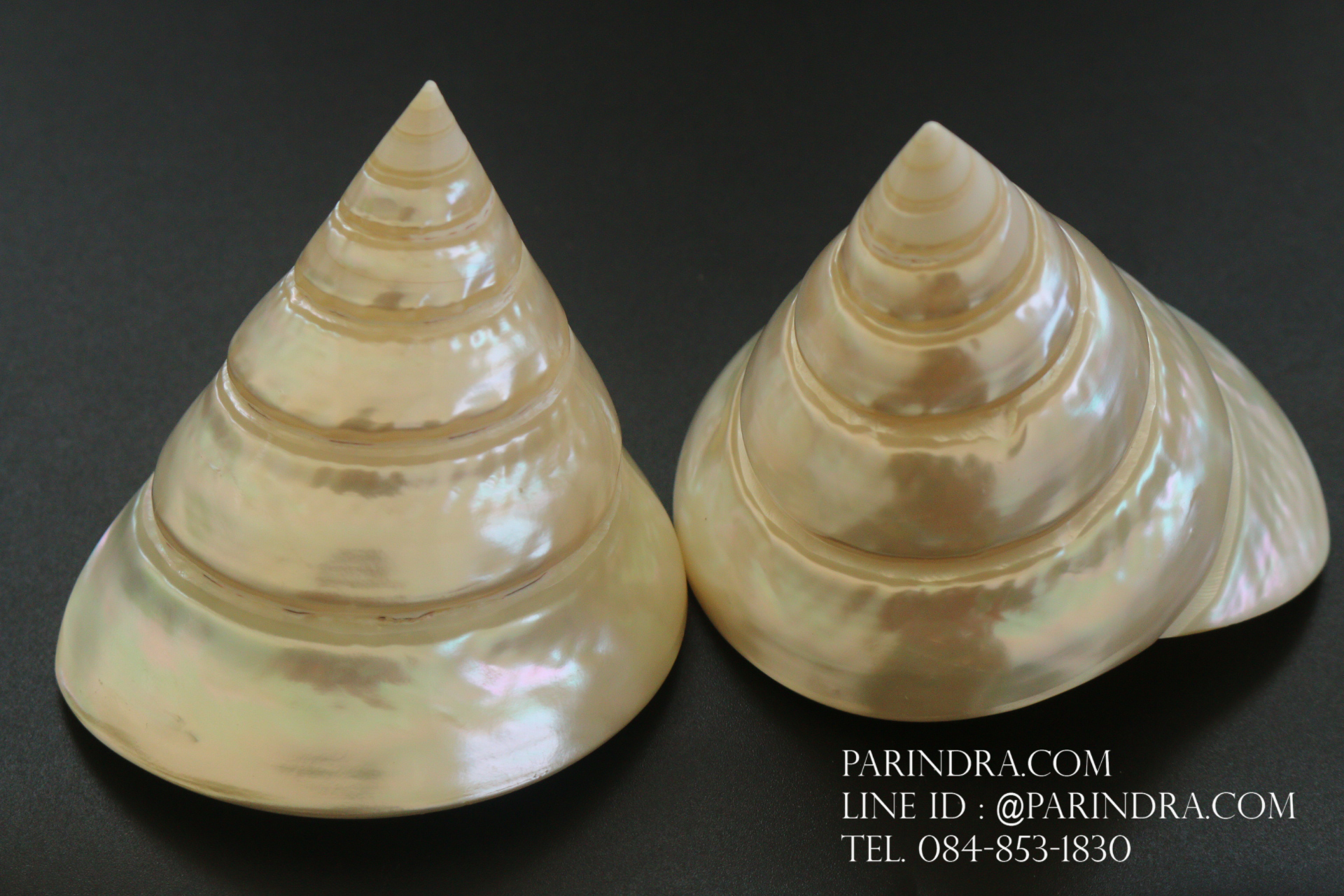 เปลือกหอยนมสาว Trochus niloticus ผิวขัดมัน สภาพมีตำหนิเล็กน้อย