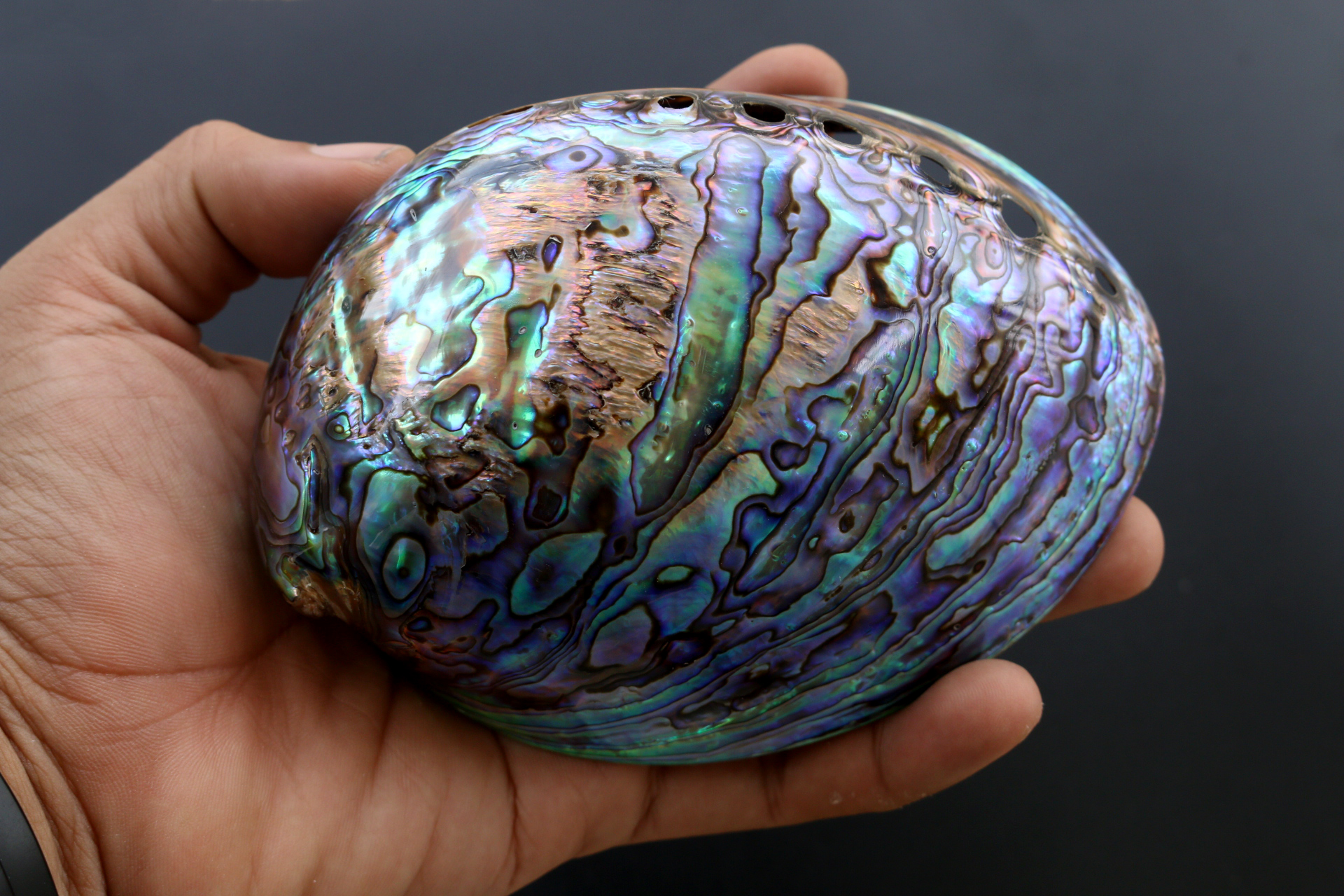 เปลือกหอยเป๋าฮื้อแท้ (Abalone) นิวซีแลนด์ ขัด สีปีกแมลงทับ HA005