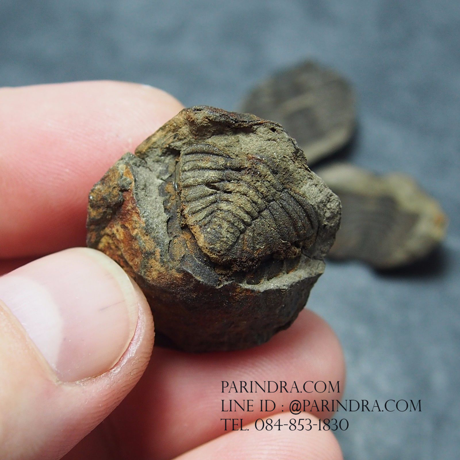 ฟอสซิล Trilobite Eldredgeia venustus Calamarca,Bolivia #TLB007