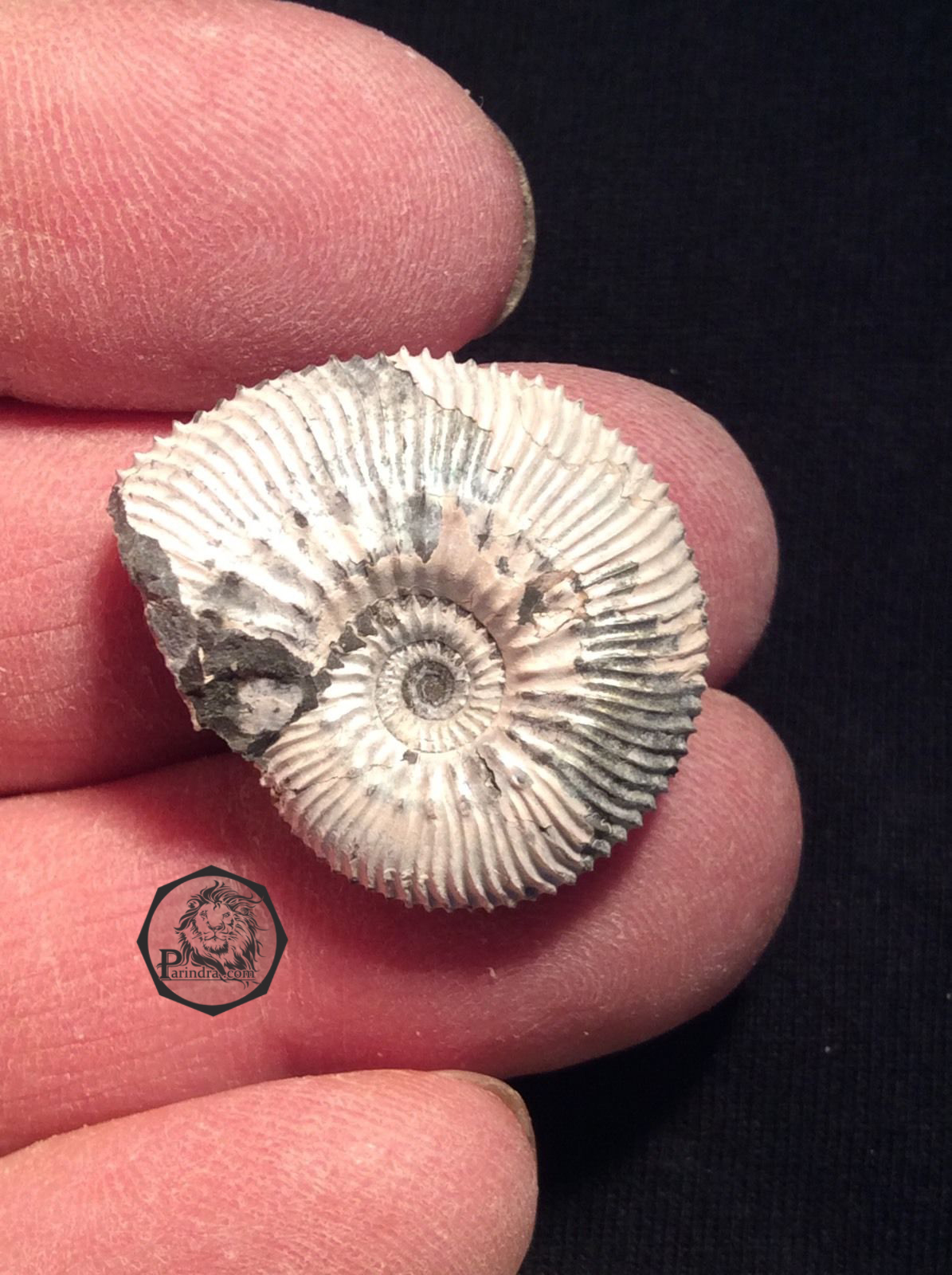 ฟอสซิลหอย Ammonite Kosmoceras Jason (หายาก) - จาก Ashton Keynes - UK #AM008 (จองแล้ว)