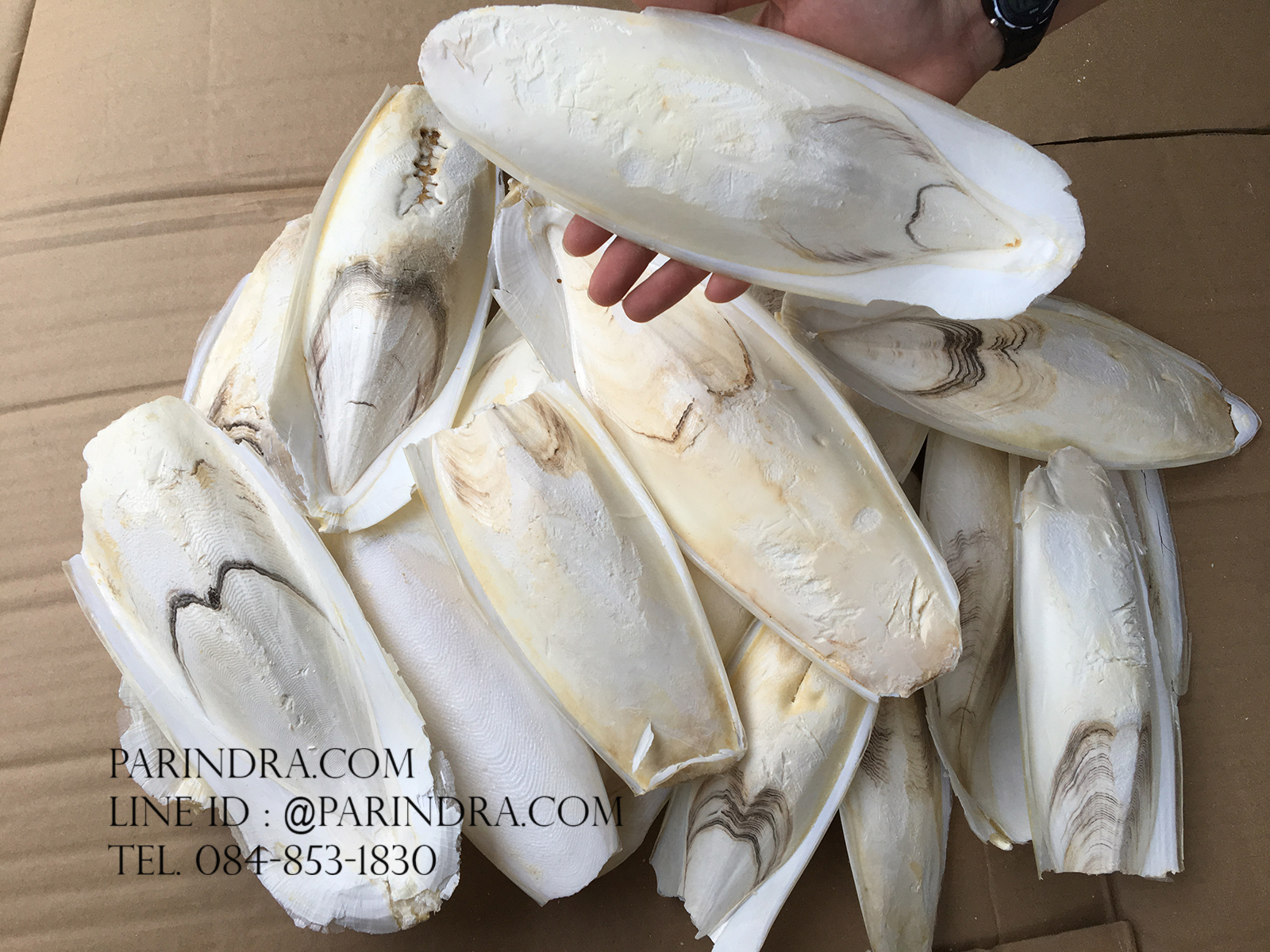 ลิ้นทะเลหรือกระดองปลาหมึกยักษ์ ขนาดใหญ่ (ถุง 1 กิโลกรัม)