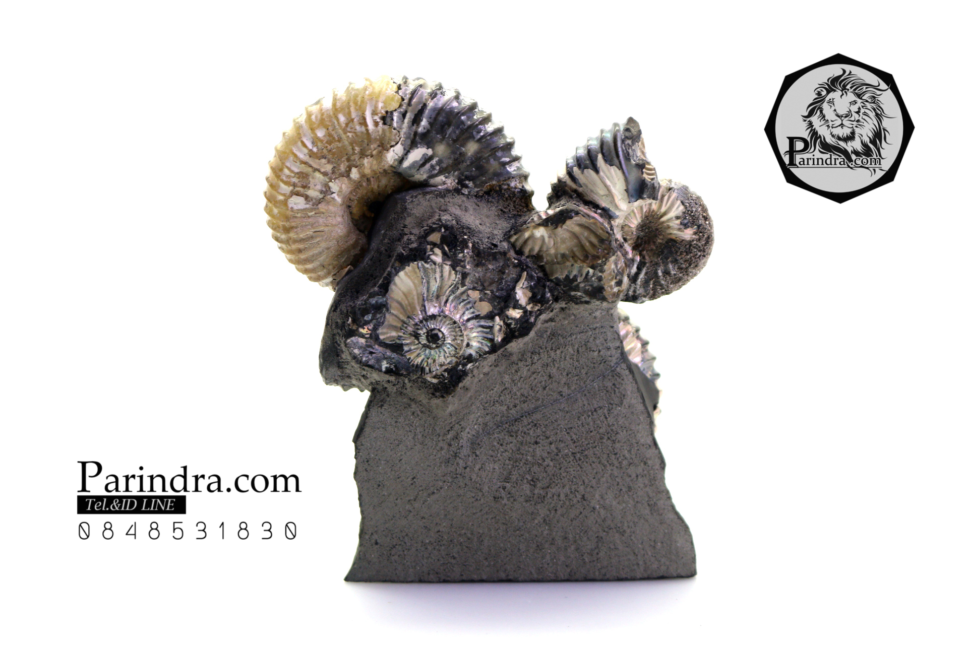 ฟอสซิล แอมโมไนต์ Ammonite Deschaesites - จาก Middle Volga, Russia #AM035