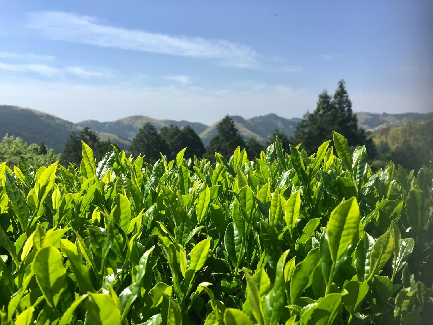 Yame Organic Matcha มัทฉะโทนถั่ว JAS Certified – Ceremonial Grade มัทฉะออร์แกนิคเกรดพิธีการขนาด 20g