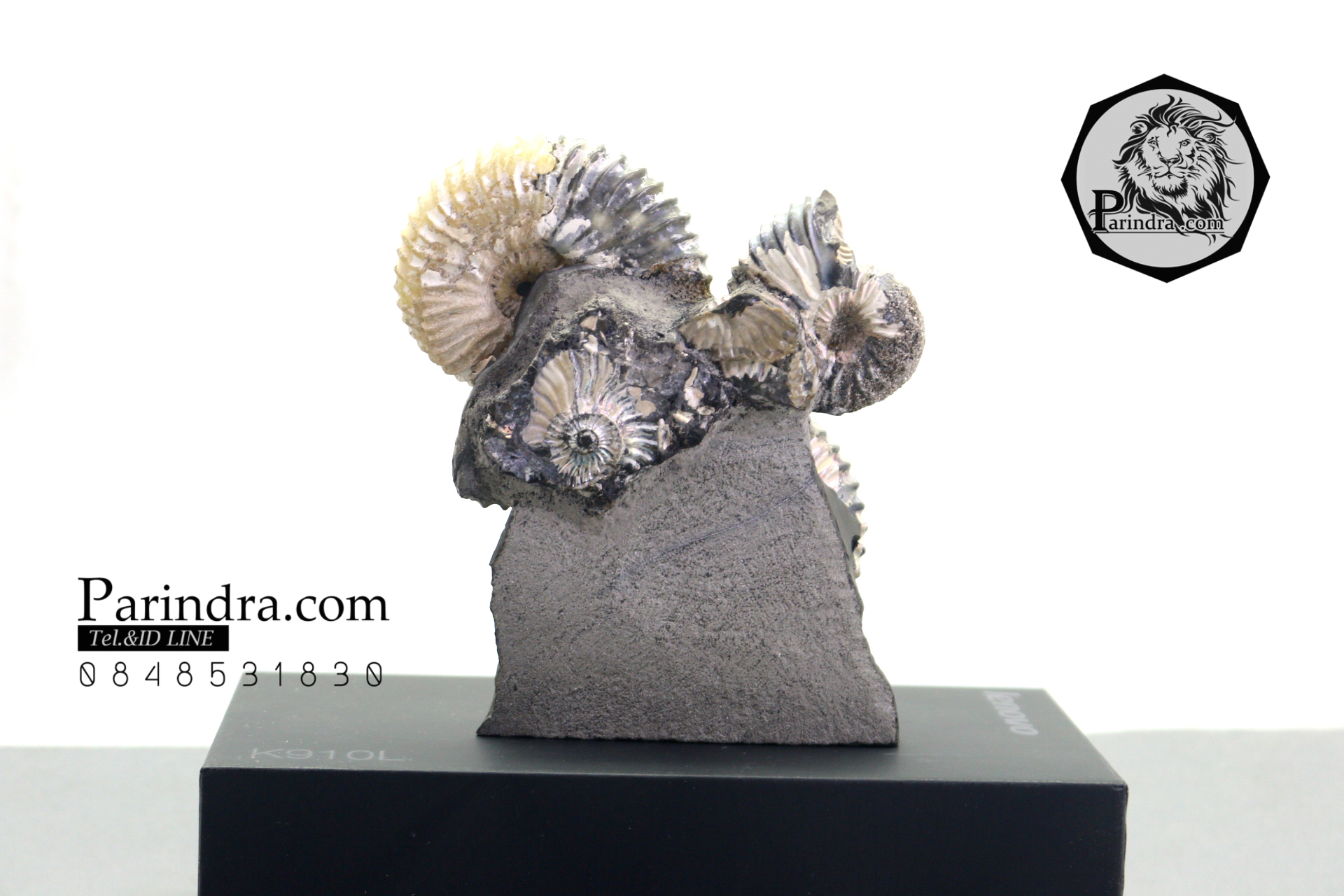 ฟอสซิล แอมโมไนต์ Ammonite Deschaesites - จาก Middle Volga, Russia #AM035