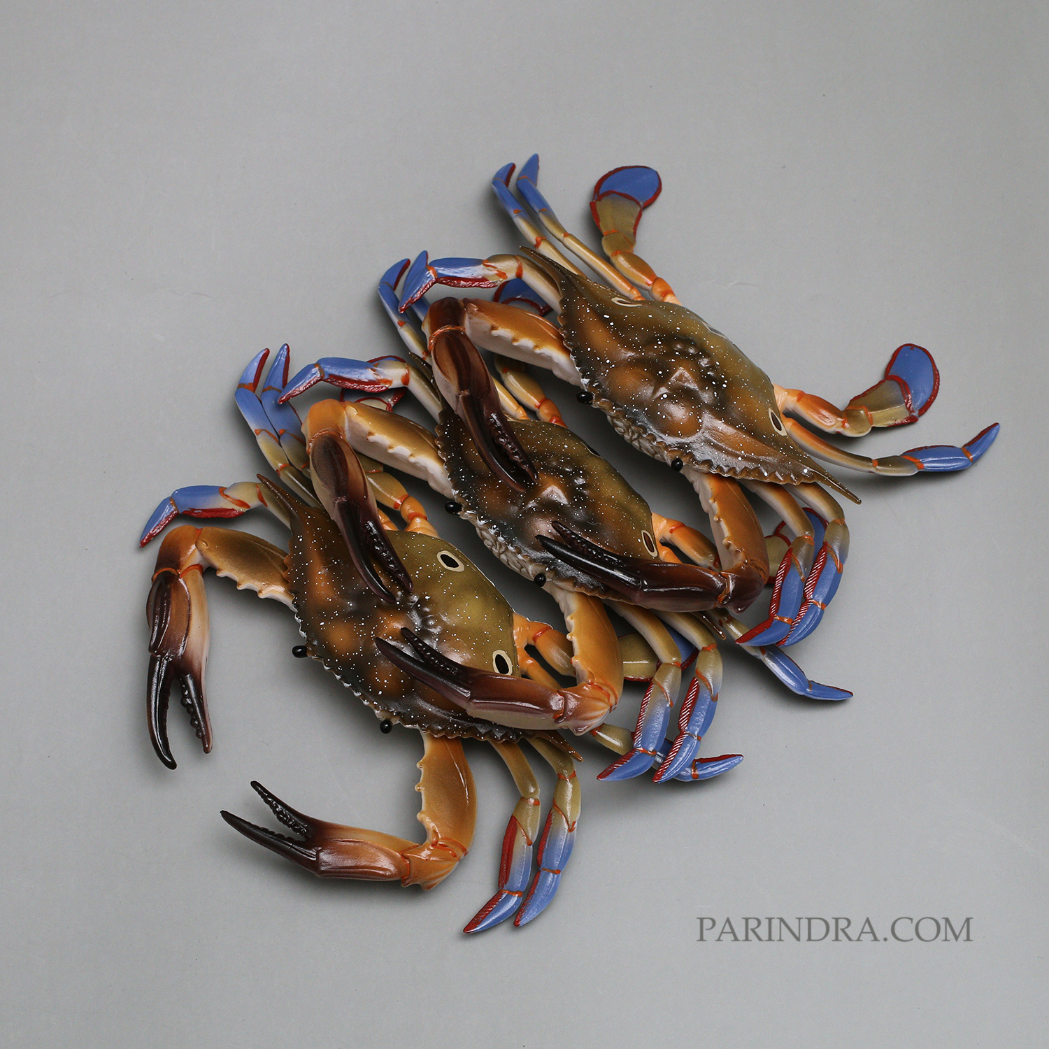 โมเดลจำลอง ปูม้าเพศผู้ ปูดาว สวยงาม เหมือนจริงมากๆ