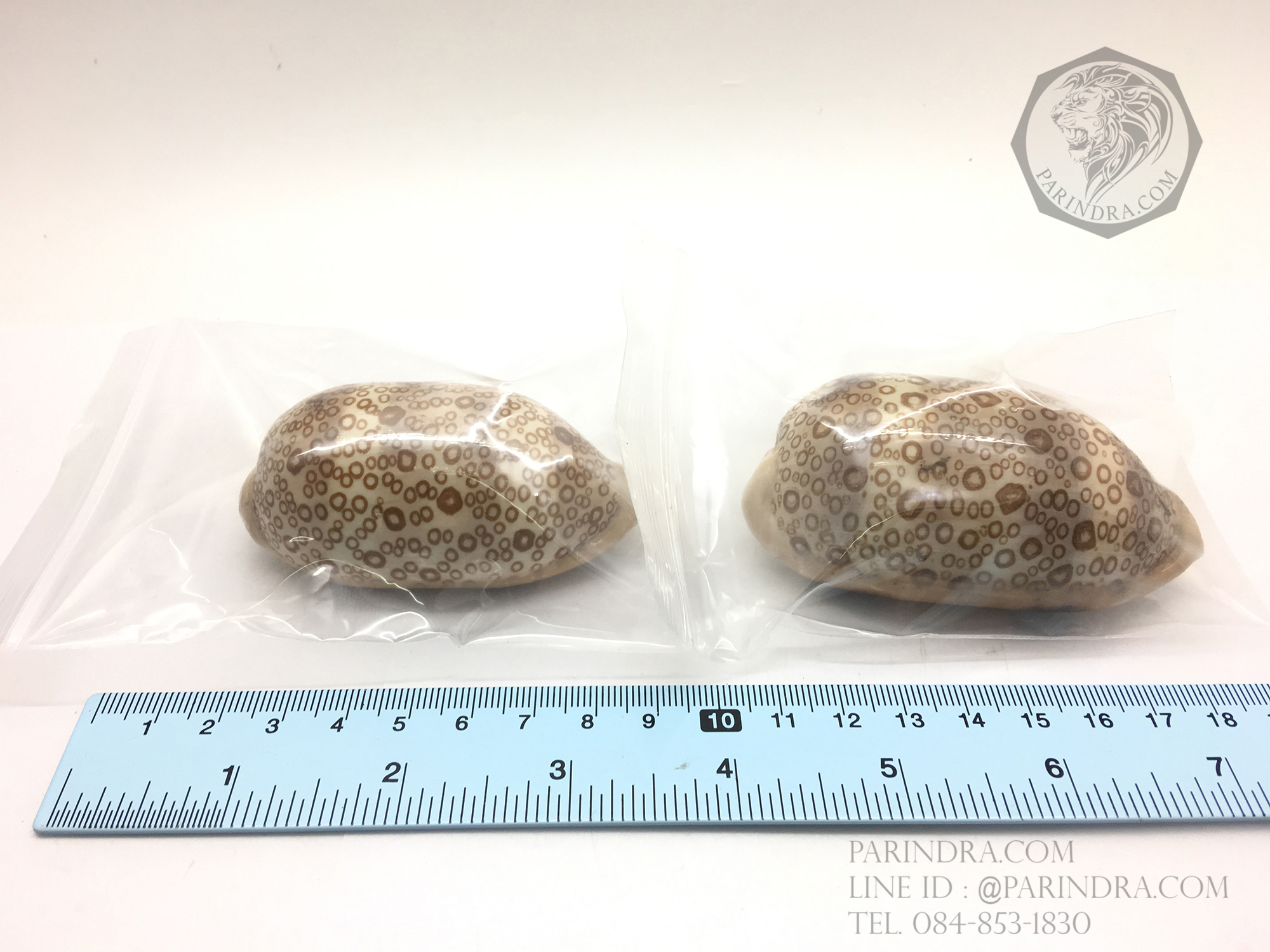 เปลือกหอยเบี้ยพันตา EYED COWRIE #Cypraea argus ขนาด 2.92 นิ้ว หายาก #CAG002