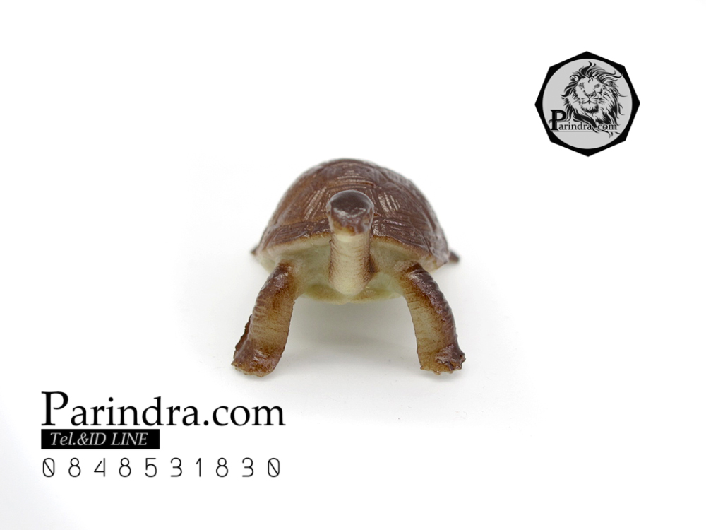 โมเดลเต่ายักษ์กาลาปากอส ชุดคู่สองตัว