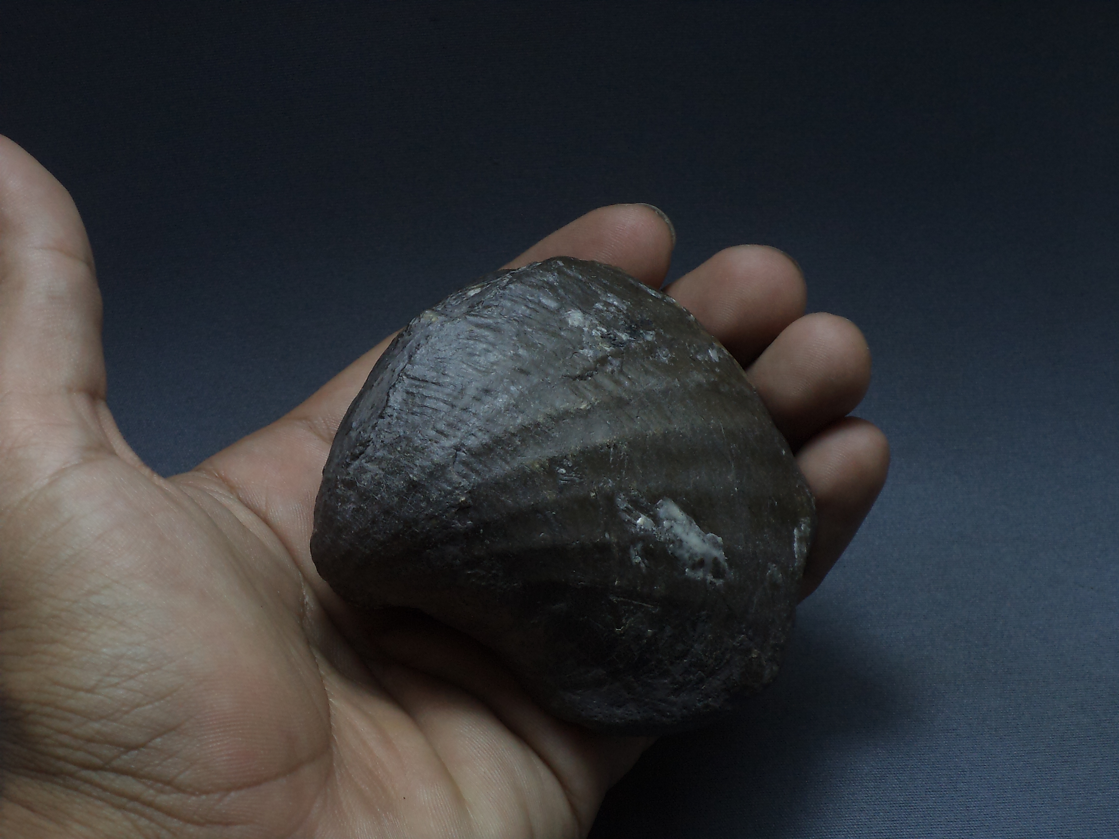 ฟอสซิลหอยสองฝา Bivalve Pholadomya sp. - จากหาด Yorkshire UK # BV001