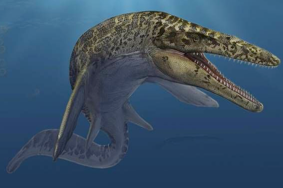 ฟันมีโซซอร์ Mosasaurus Tooth บน Matrix - Khourigba, Morocco #MSS000