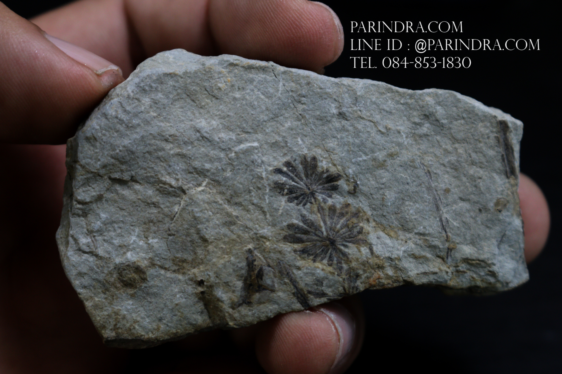 ฟอสซิลเฟิร์น ชนิด Annularia mucronata จาก SPAIN #FRN005