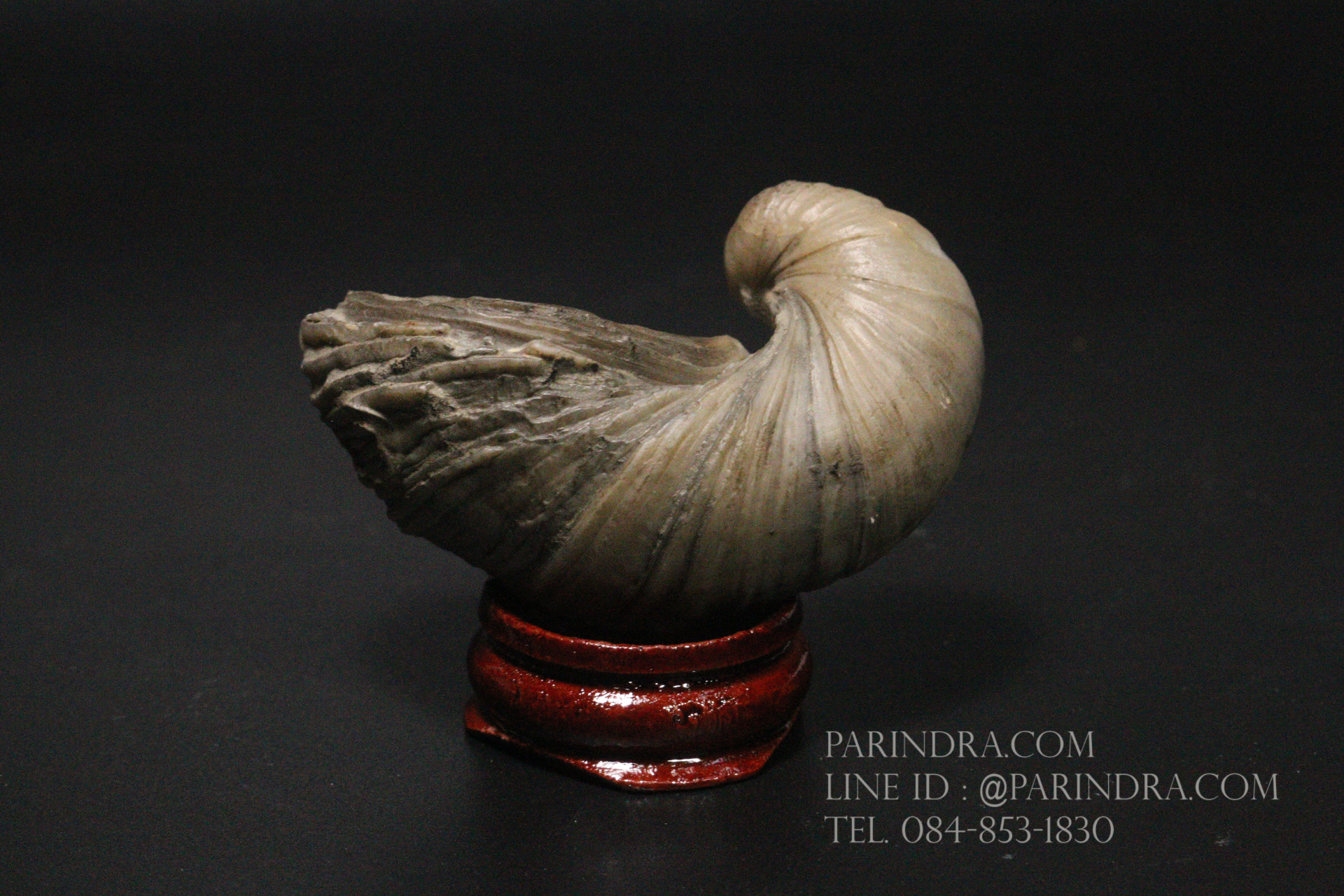 ฟอสซิลหอยนางรมโบราณ ชนิด Gryphaea arcuata จาก England #GRY001