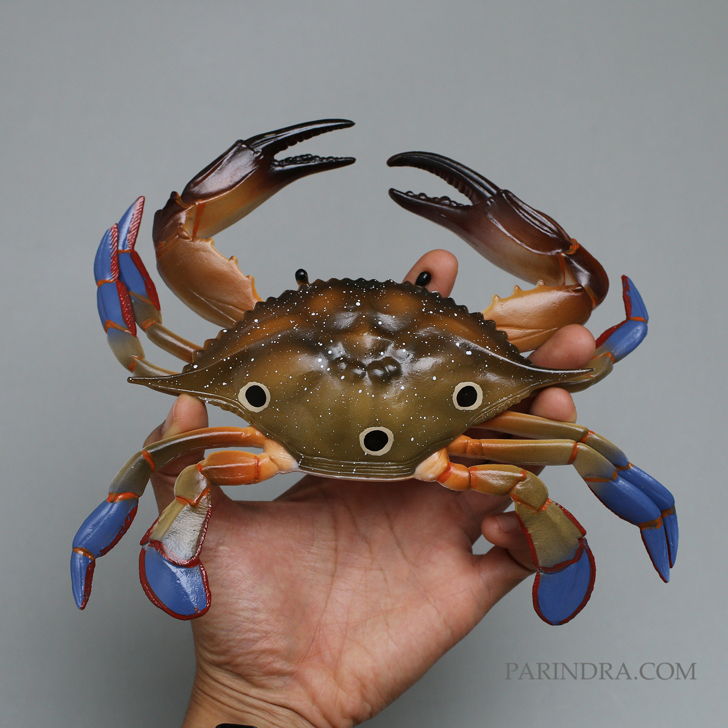 โมเดลจำลอง ปูม้าเพศผู้ ปูดาว สวยงาม เหมือนจริงมากๆ