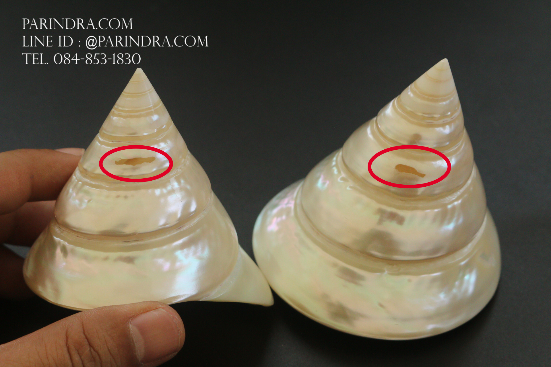 เปลือกหอยนมสาว Trochus niloticus ผิวขัดมัน สภาพมีตำหนิเล็กน้อย