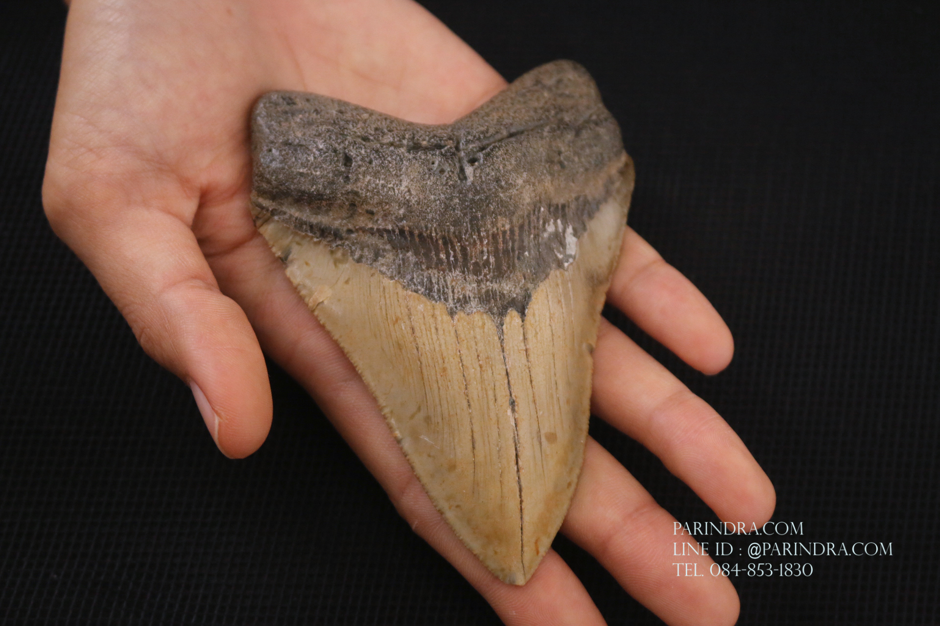 ฟันฉลามยักษ์เมกาโลดอน Megalodon ขนาด 4.45" #MGT008