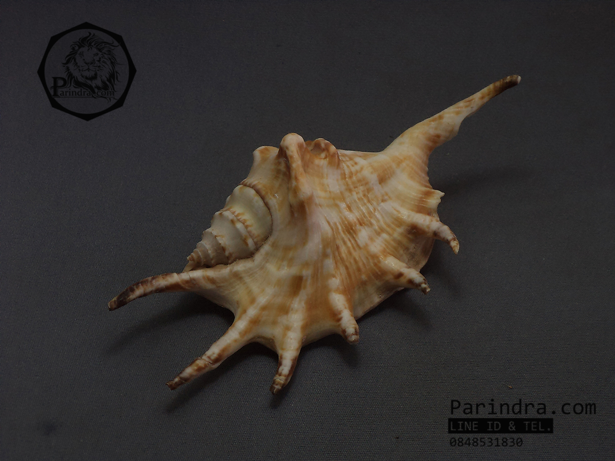 ขายเปลือกหอยจักรนารายณ์ Lambis สีจัด ขนาดเล็ก สวยๆ แต่งร้าน ตั้งโต๊ะทำงาน #LC005