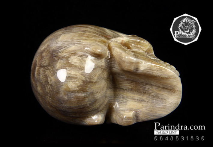 หินฟอสซิลปะการัง (Coral Fossil) แกะสลักรูปหัวกระโหลก ด้านหลังเหมือนก้อนสมอง #SKC000