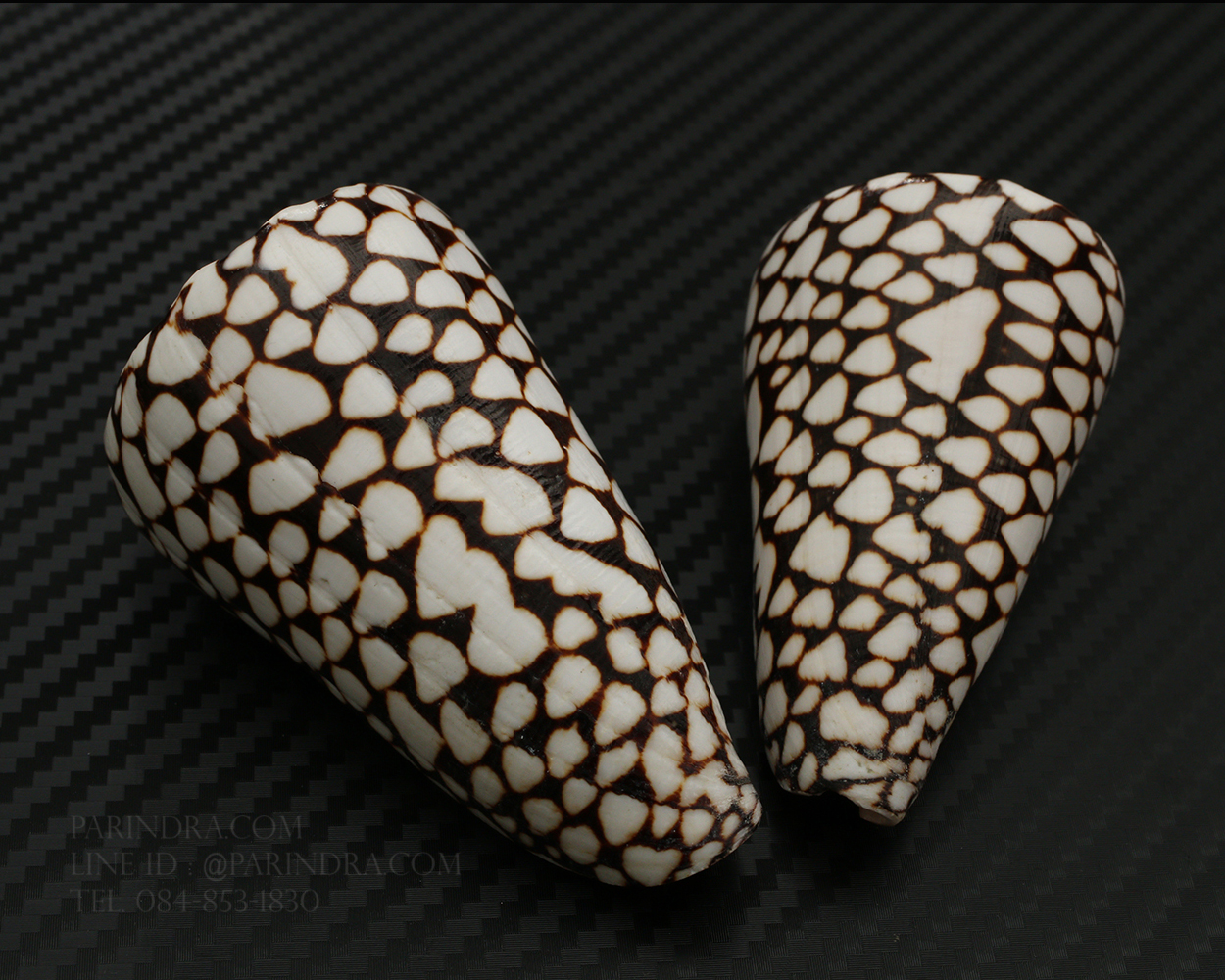 เปลือกหอยเต้าปูนลายจุด #Conus marmoreus ขนาดประมาณ 3 นิ้ว
