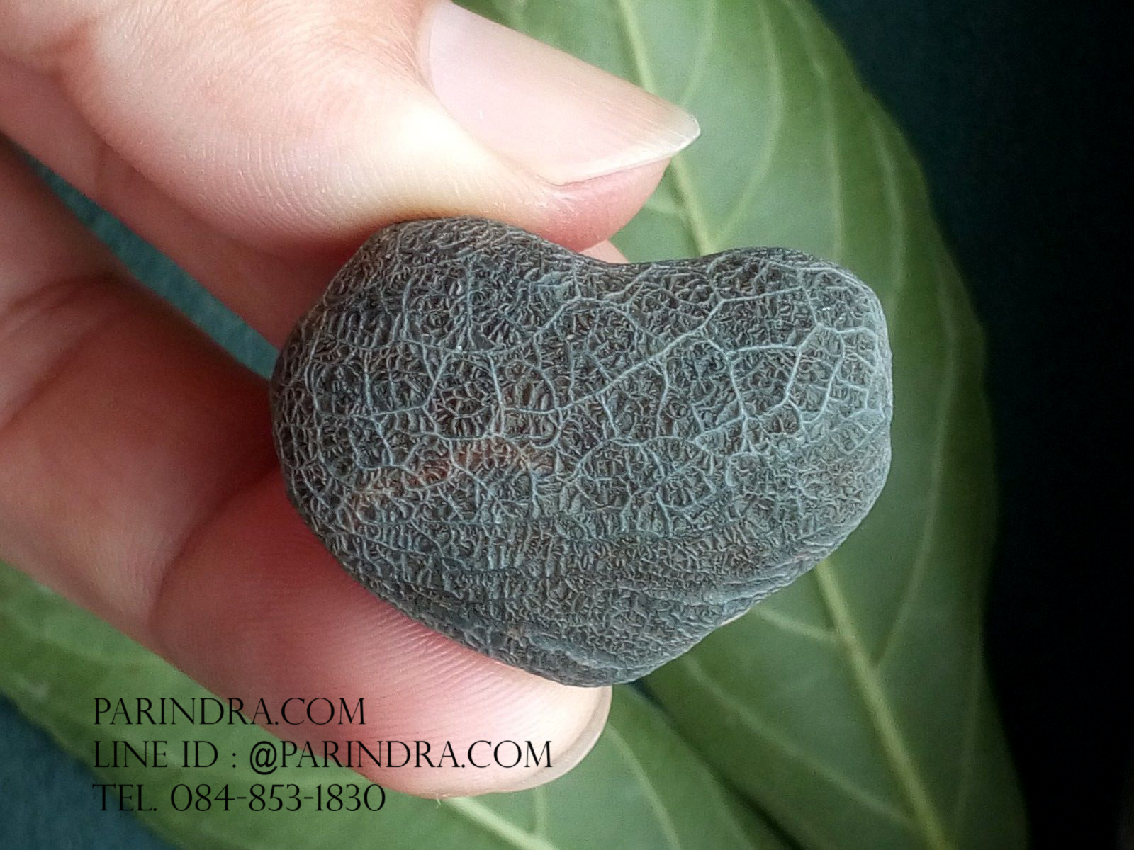 หินรูปทรงประหลาดจากทะเลทรายโกบี GOBI Filament Stone #GOBI002