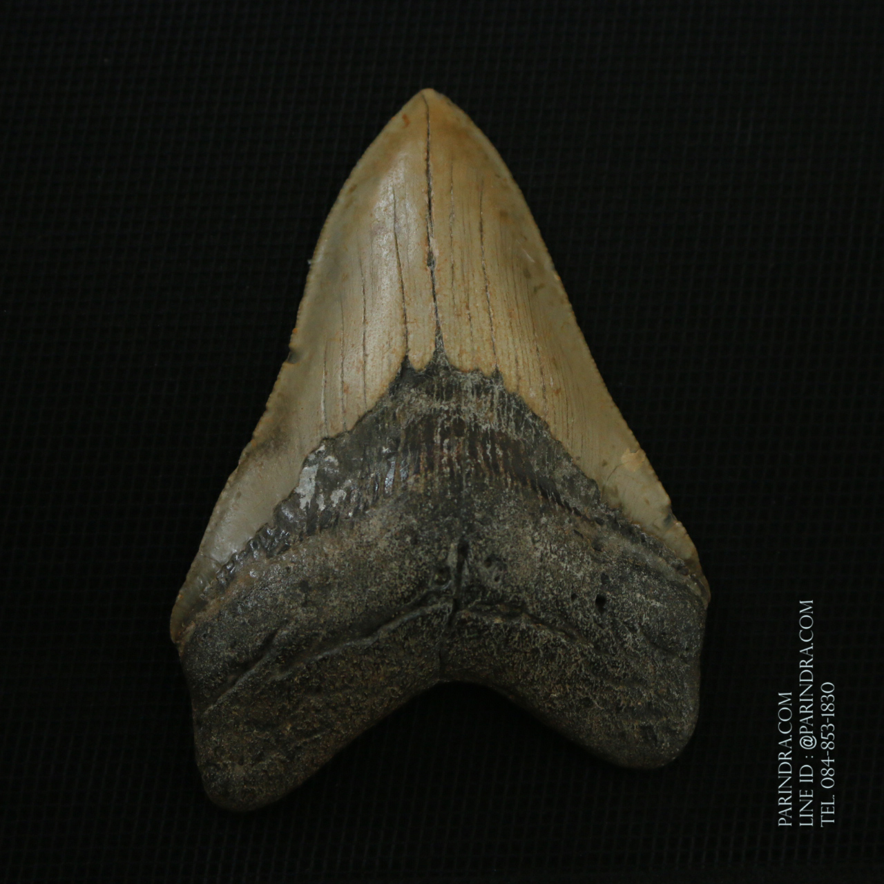 ฟันฉลามยักษ์เมกาโลดอน Megalodon ขนาด 4.45" #MGT008