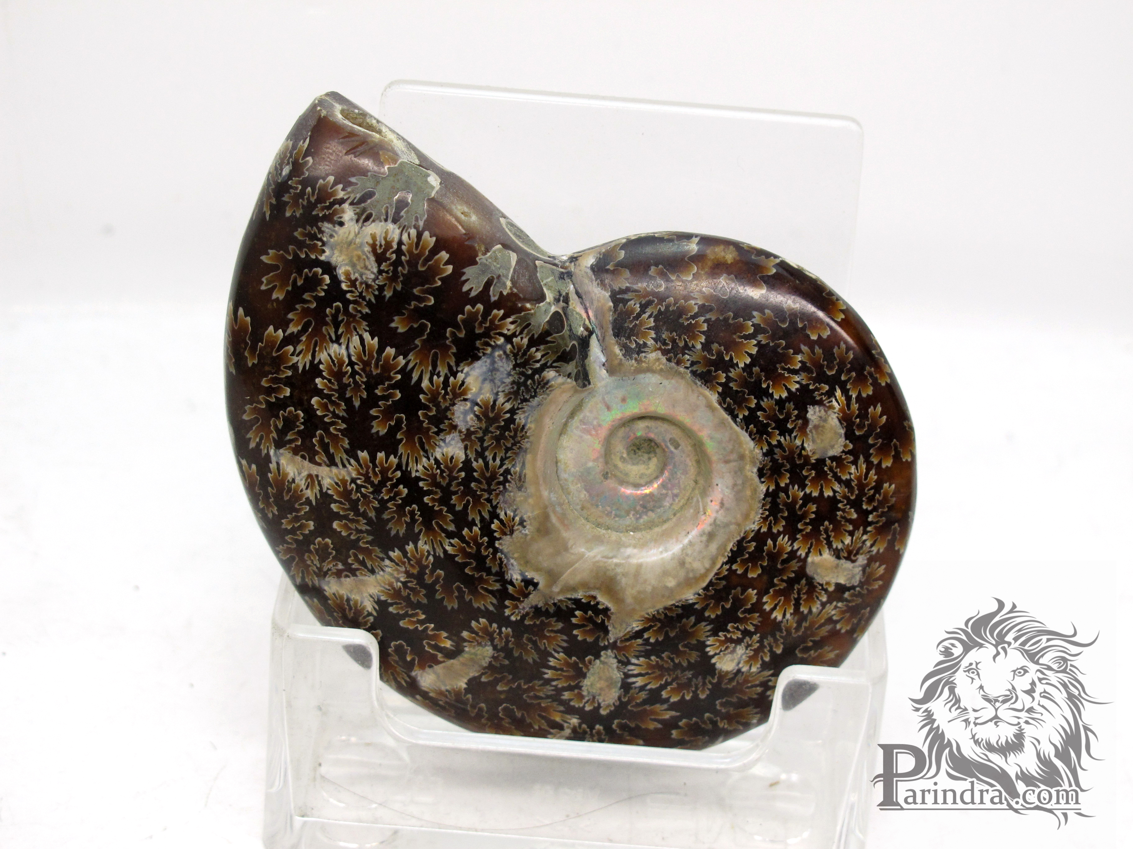 ฟอสซิล Ammonite (Cleoniceras besairiei) Fossil M4 คัดสวยพิเศษ