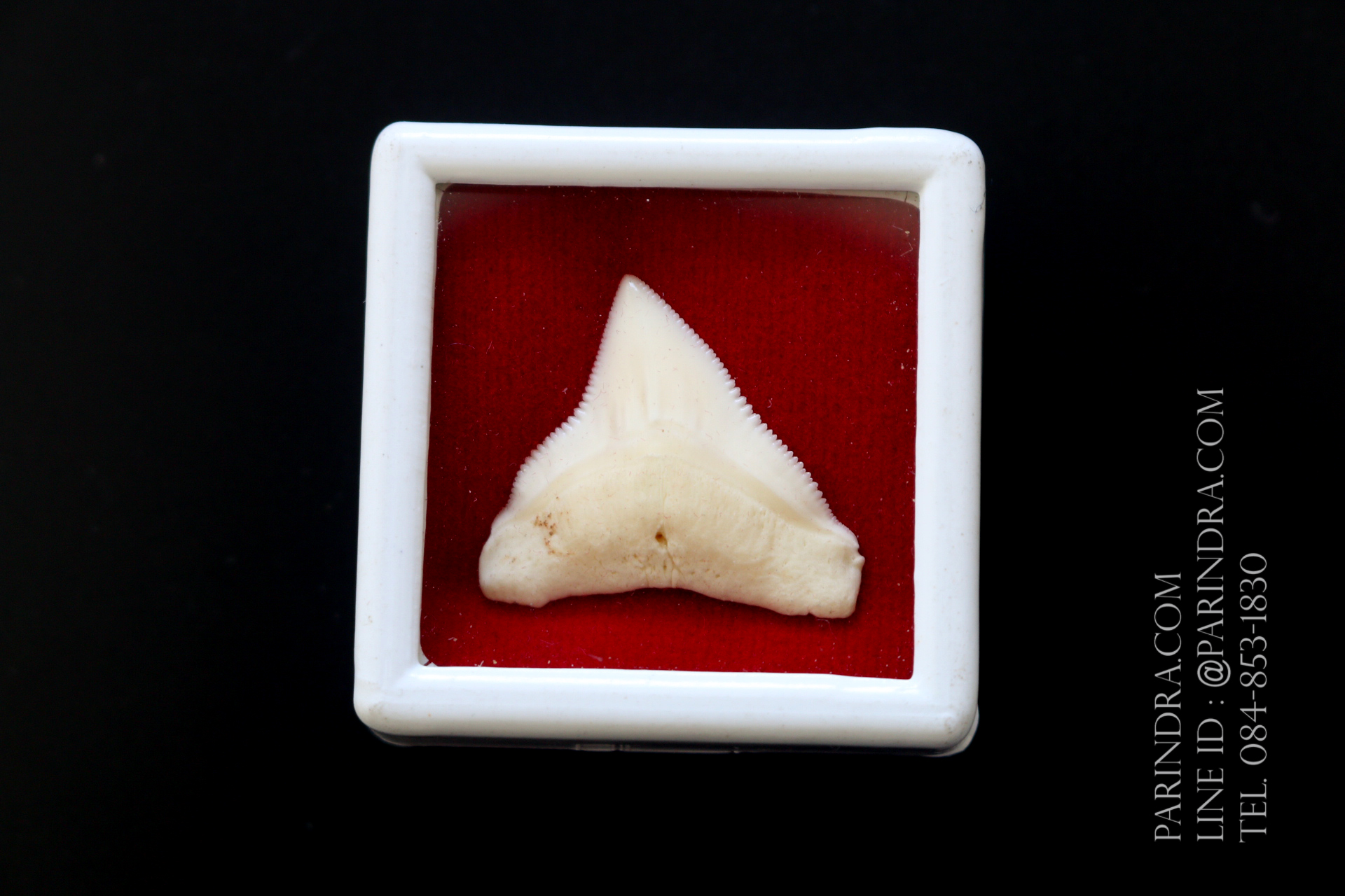 ซี่ฟันปลาฉลามขาวแท้ Shark Tooth ขนาดประมาณ 2.5 cm. ST010