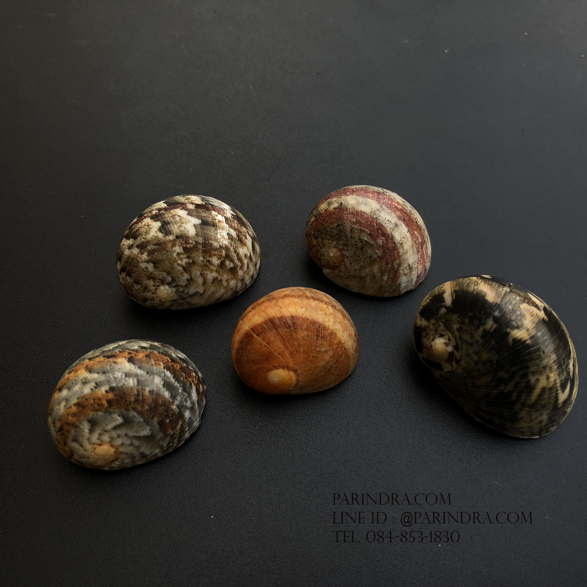 เซ็ตเปลือกหอยน้ำพริก หอยนกหวีด Nerita sp. เป่ามีเสียง สีสวย Set 8