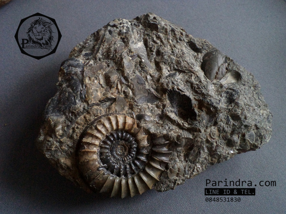 ฟอสซิลหอย Ammonite Promicroceras Planicosta - จากหาด Charmouth UK #AM004
