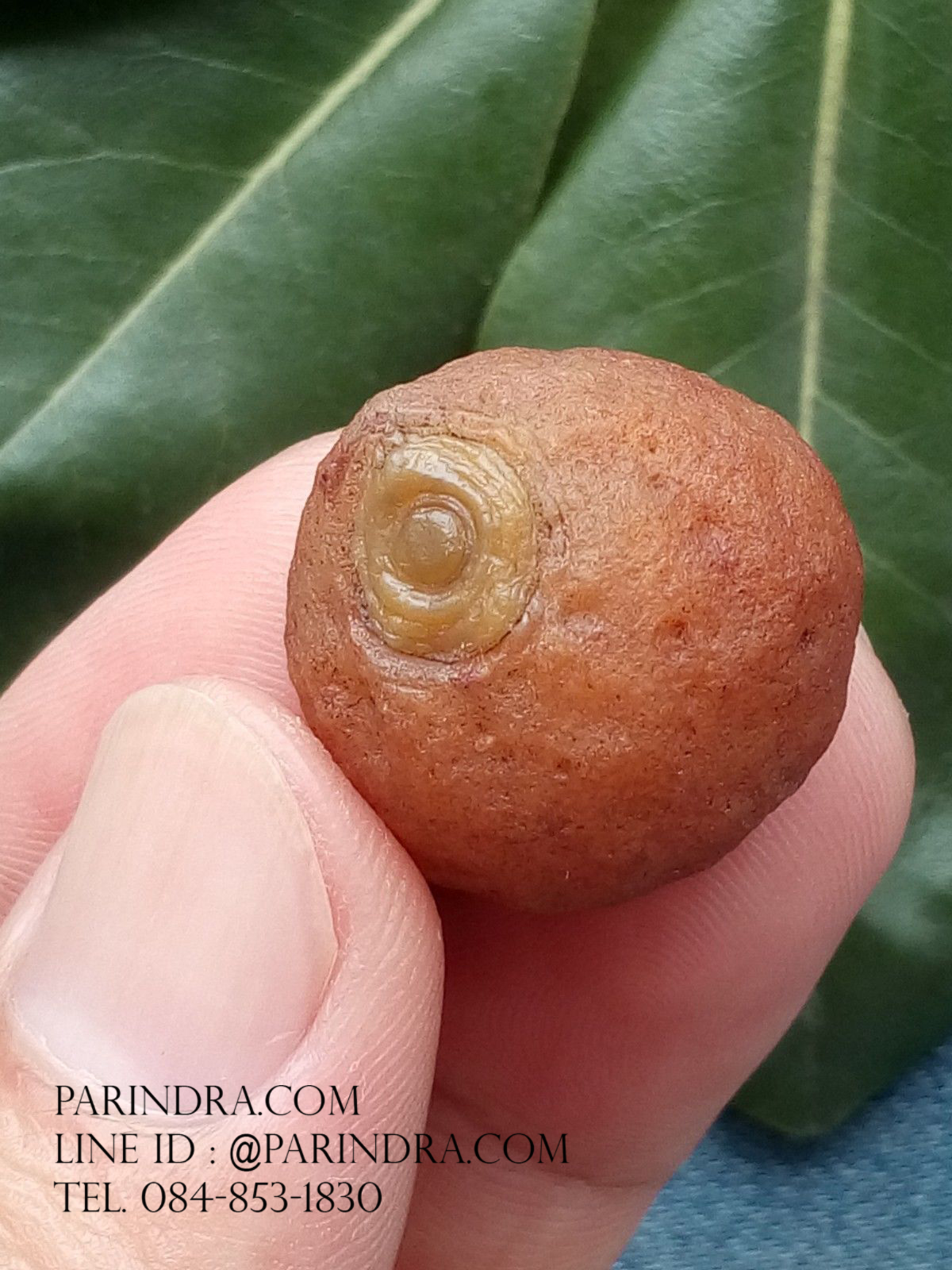 หินรูปทรงประหลาดจากทะเลทรายโกบี GOBI Eye Stone #GOBI006