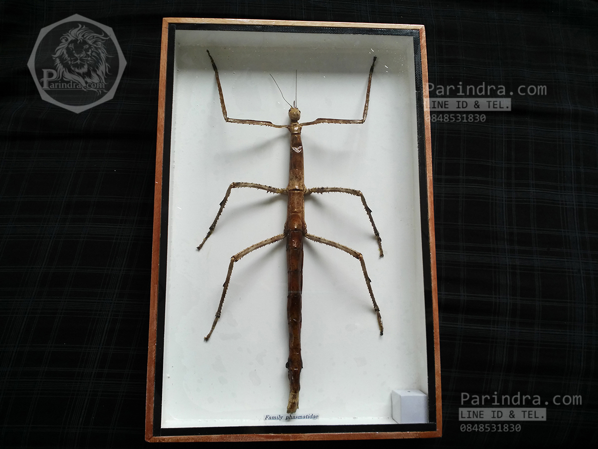 ตั๊กแตนกิ่งไม้ ( Tirachoidea westwoodi) ในกรอบไม้สีน้ำตาล สำหรับตั้งโชว์ ขนาด 8 x 12 นิ้ว