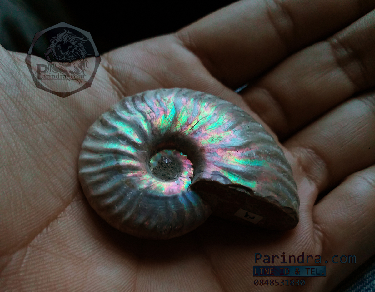 ฟอสซิล Ammonite เหลือบสีรุ้ง (Cleoniceras besairiei)ยังไม่ขัด Fossil S5 คัดสวยพิเศษ จาก Madaguscar
