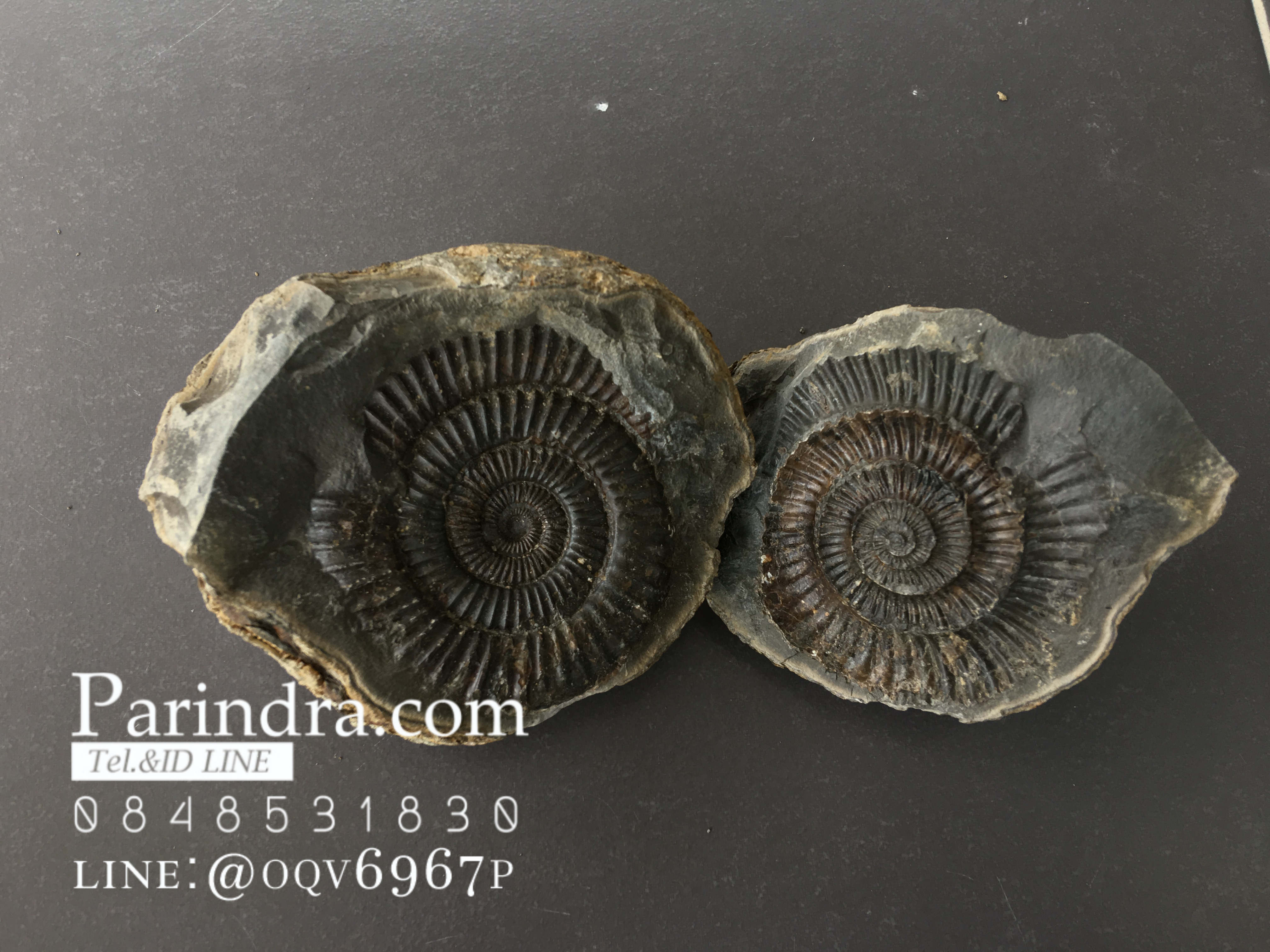 ฟอสซิล แอมโมไนต์ Ammonite Dactylioceras commune Whitby UK #AM037