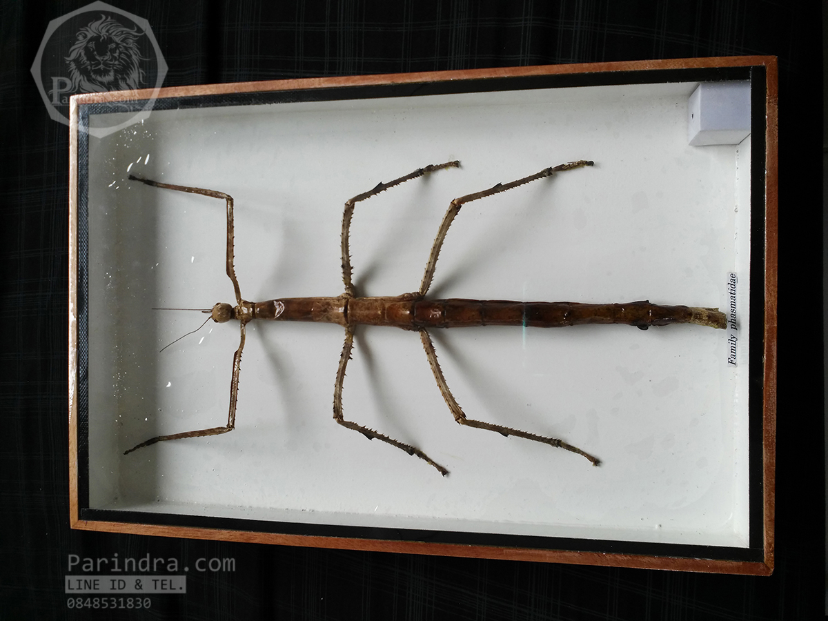 ตั๊กแตนกิ่งไม้ ( Tirachoidea westwoodi) ในกรอบไม้สีน้ำตาล สำหรับตั้งโชว์ ขนาด 8 x 12 นิ้ว