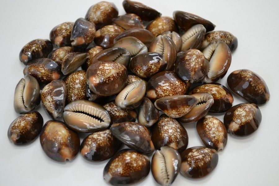 ขายเปลือกหอยเบี้ย หอยเบี้ยแก้ ขนาด 1.3 นิ้ว Monetaria caputserpentis