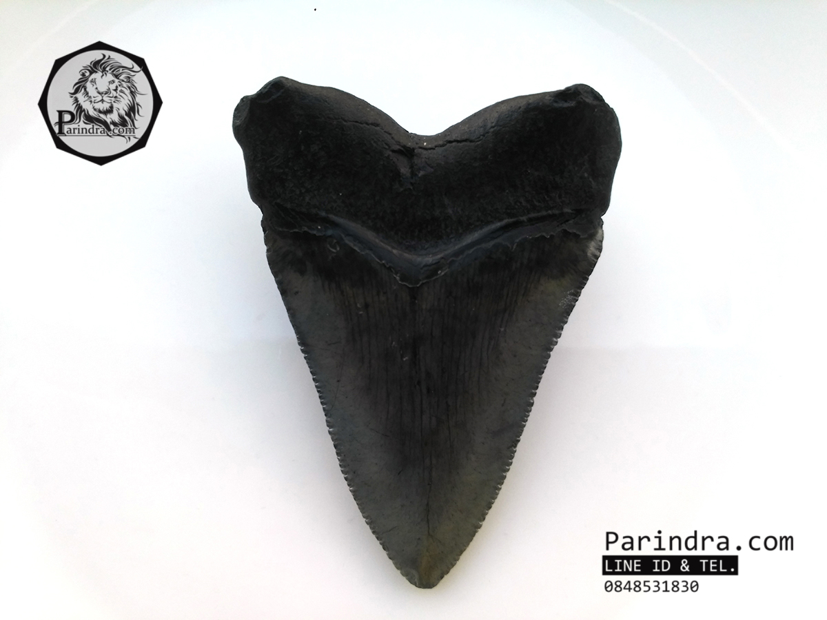 ฟันฉลามยักษ์เมกกาโลดอน Megalodon จาก South Carolina USA ขนาด 3 1/8 นิ้ว #MGT002