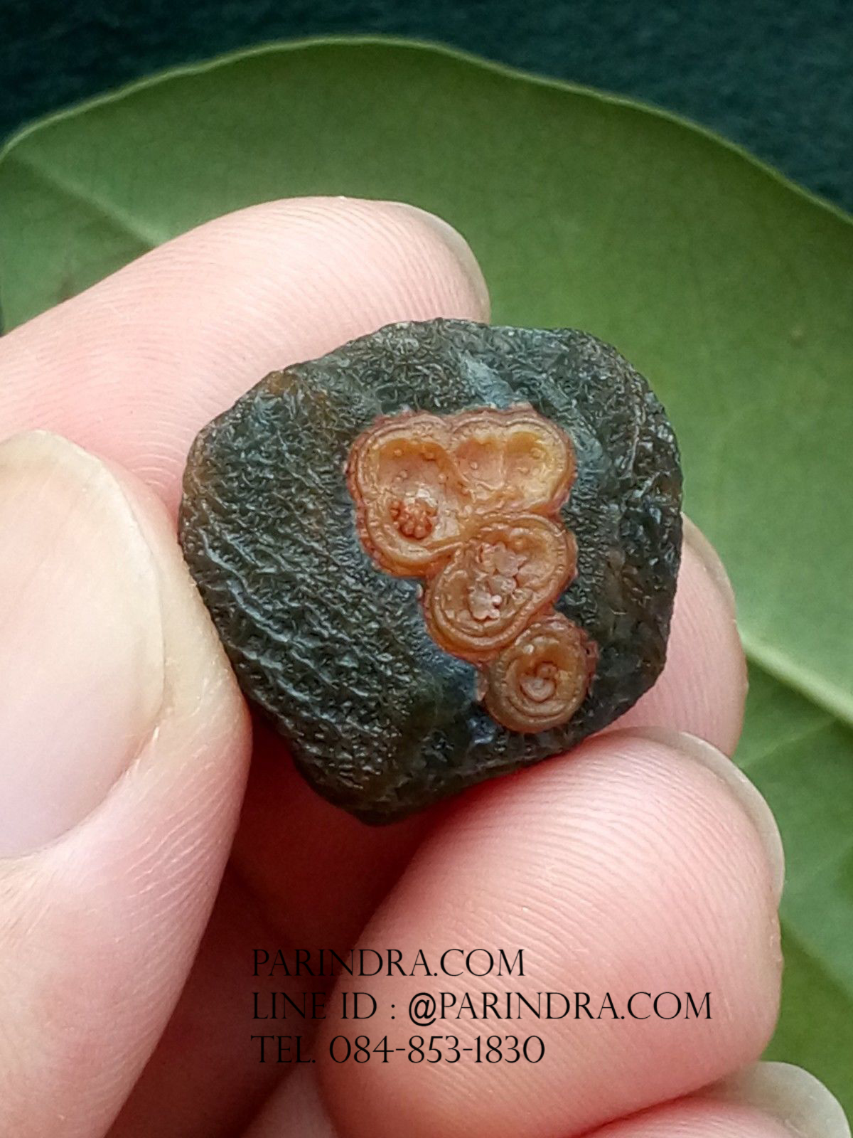 หินรูปทรงประหลาดจากทะเลทรายโกบี GOBI Eye Stone #GOBI004