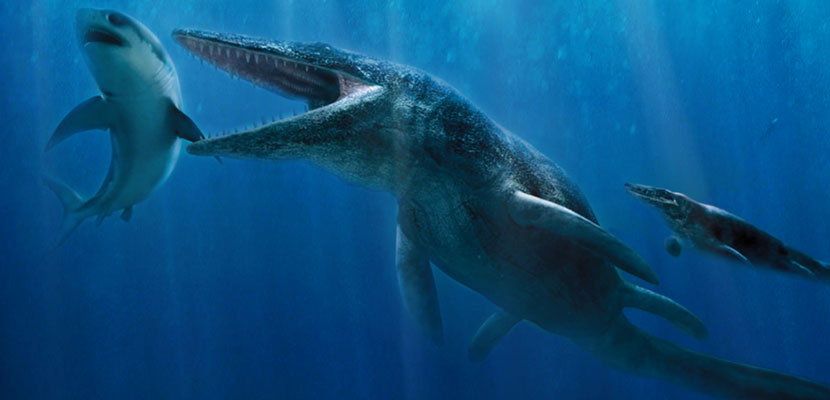 ฟันมีโซซอร์ Mosasaurus Tooth บน Matrix - Khourigba, Morocco #MSS000