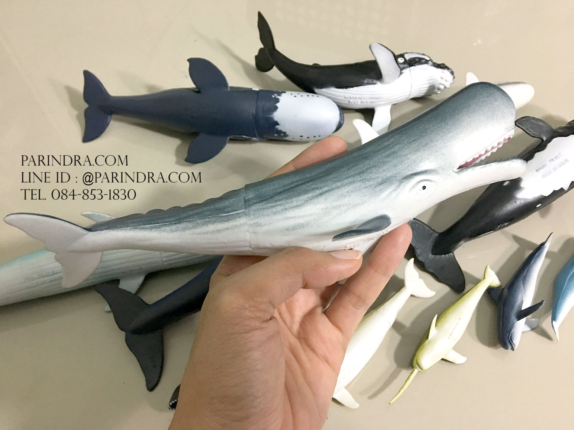 โมเดลสัตว์ทะเล ชุด Ocean World กลุ่ม วาฬ หลากหลายสายพันธุ์